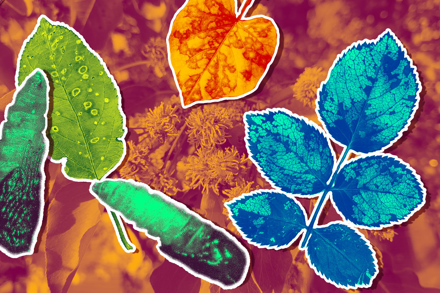collage of diseased plants